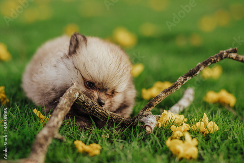 adorable purebred pomeranian dog puppy in flowers  photo