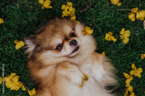 adorable purebred pomeranian dog puppy in flowers 