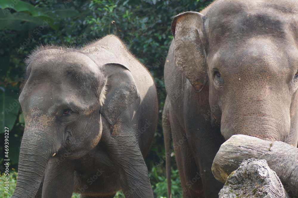 Naklejka premium elephants drinking water