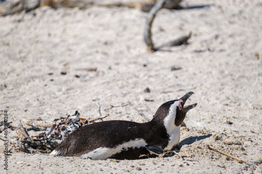 Fototapeta premium Penguins off the coast of Simons Town, South Africa