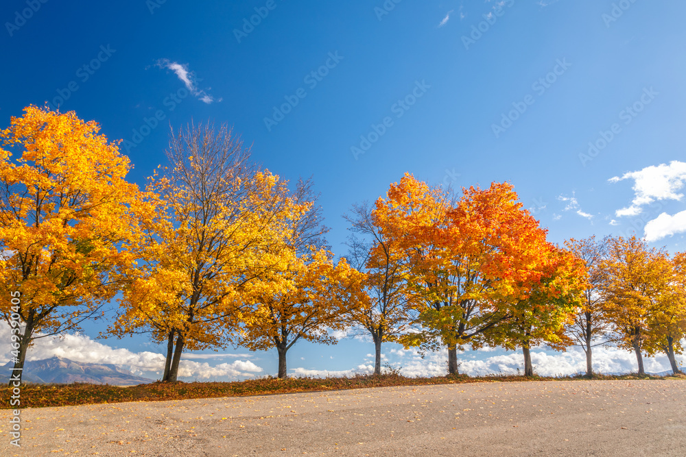 Autumn landscape with a row of brightly colored trees.