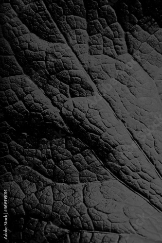 Black leather, black leaf texture, macro photo, solid black background