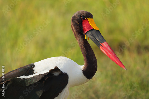 Saddle-billed Stork - Ephippiorhynchus senegalensis  or saddlebill is a wading bird in the stork family, Ciconiidae. Black and white back and red and yellow head. Portrait in its habitat in Kenya