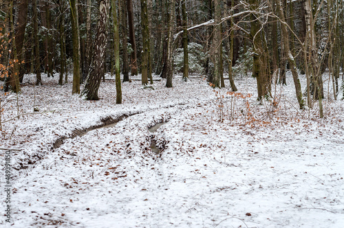 Wallpaper Mural Snow on the forest trail. Early spring in the woods. Spring in the park. Torontodigital.ca