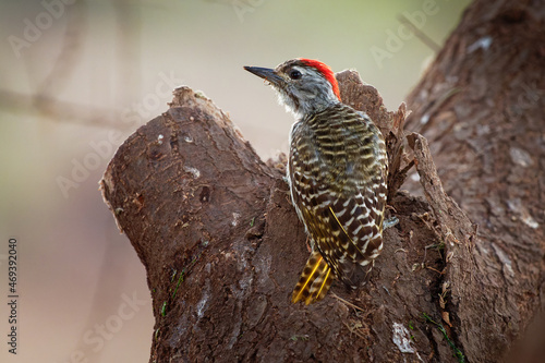 Cardinal Woodpecker - Dendropicos fuscescens red headed african bird, widespread and common resident breeder in much of Sub-Saharan Africa, National park Amboseli in Kenya