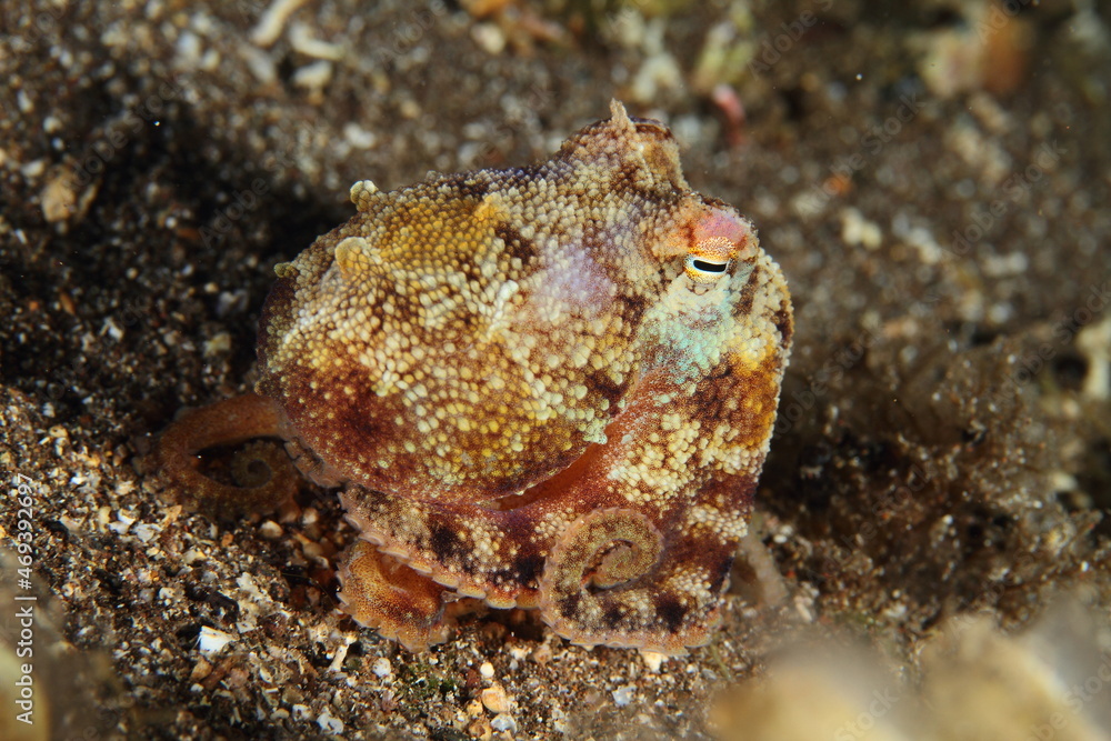 behavior of an octopus when observed