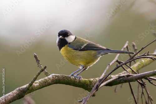Great tit (Parus major), common garden bird, perched on a branch in a UK garden
