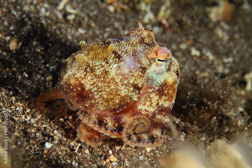 behavior of an octopus when observed
