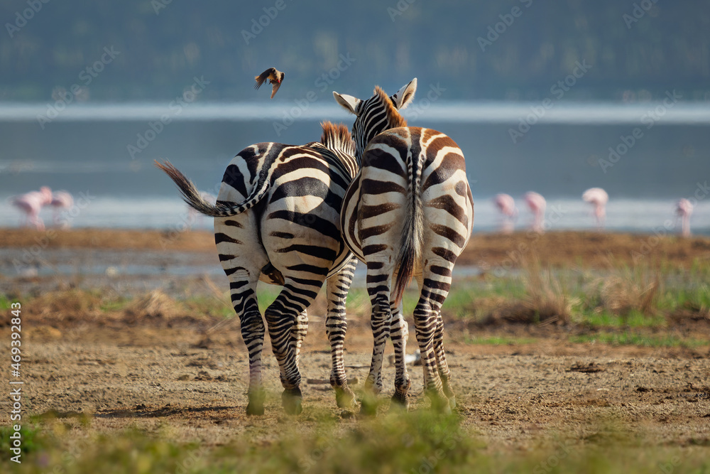 Obraz premium Plains Zebra - Equus quagga formerly Equus burchellii, also common zebra, most common and widespread species of zebra, black and white stripes in savannah, back view pair in love in Lake Nakuru.