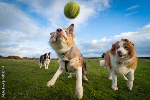 Fototapeta Naklejka Na Ścianę i Meble -  dogs playing with ball