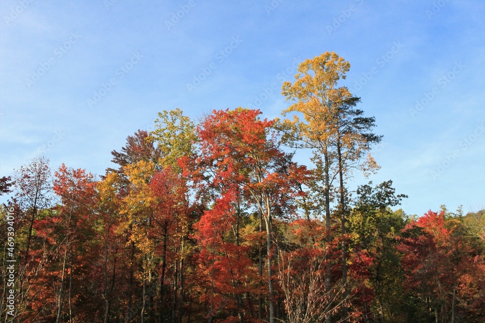 red and orange autumn leaves on trees