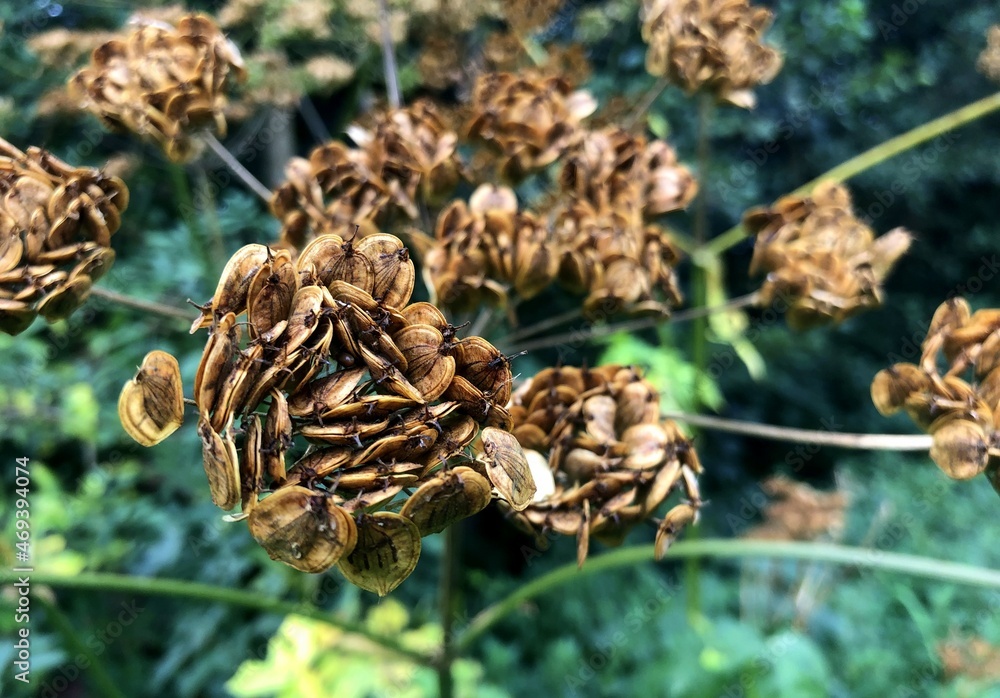healthy food found in nature ready to eat healthy food found in nature ready to eat