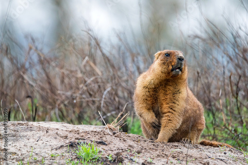 Bobak marmot or Marmota bobak in steppe photo