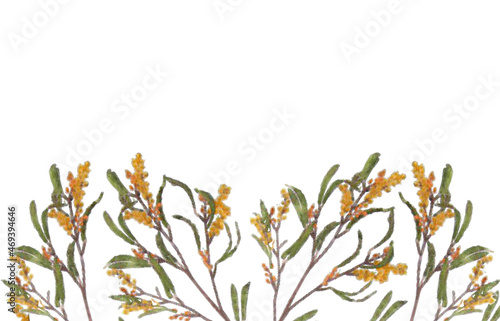 Mimosa Spray Botanical Bottom Border Isolated on White Background