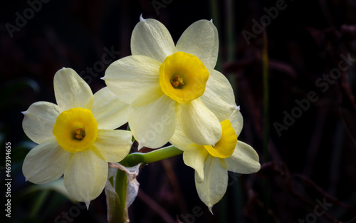 daffodils in spring