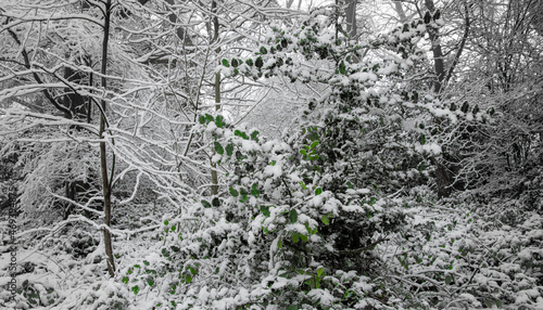 snow in the forest