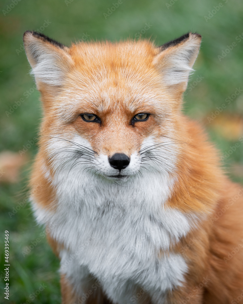 Red Fox close up portrait with green grass in the background Red Fox close up portrait with green grass in the background