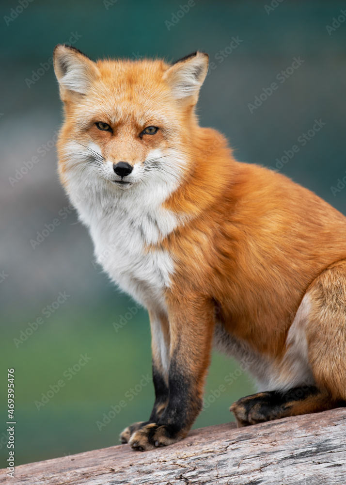 Young Red Fox looking directly into camera Young Red Fox looking directly into camera