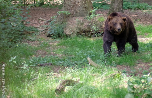 bear walking searching food in the woods