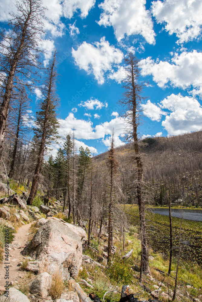 Burned forest in Rocky Mountain National Park Burned forest in Rocky Mountain National Park