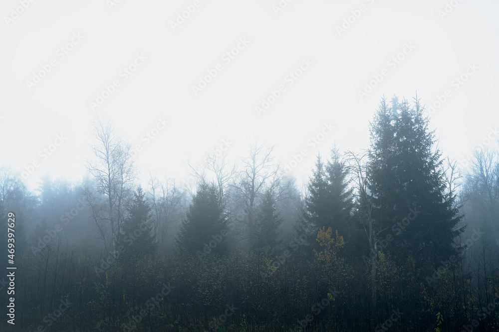 Mystical, Dark forest in the fog, fantasy landscape. Ominous, gloomy forest in the evening Mystical, Dark forest in the fog, fantasy landscape. Ominous, gloomy forest in the evening