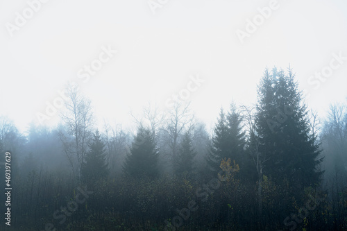 Mystical, Dark forest in the fog, fantasy landscape. Ominous, gloomy forest in the evening