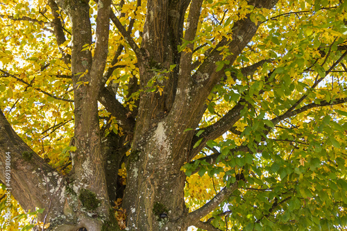 Yellow and green foliage on tree branches