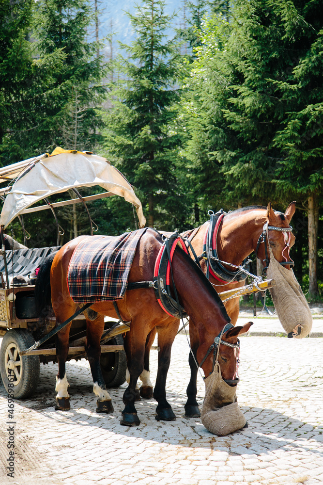 Horse eats a forage in forest, Horses carriage in mountains Poland Zakopane, Resting eating horses. Feeding of horses somwherein mountains Horse eats a forage in forest, Horses carriage in mountains Poland Zakopane, Resting eating horses. Feeding of horses somwherein mountains