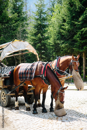 Horse eats a forage in forest, Horses carriage in mountains Poland Zakopane, Resting eating horses. Feeding of horses somwherein mountains