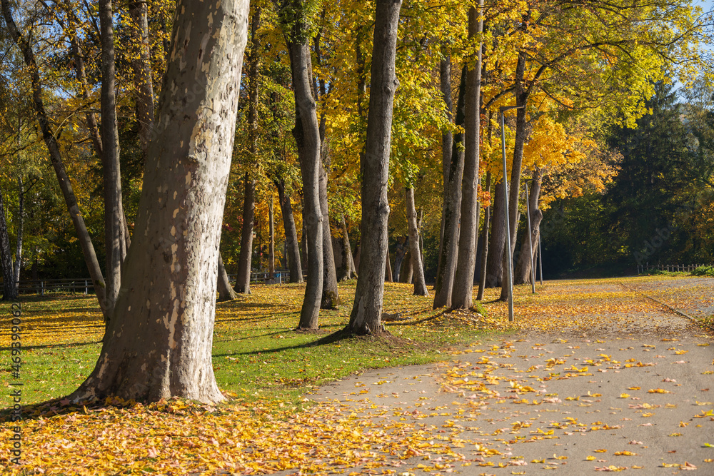 Naklejka premium Tall trees with fall foliage in the park