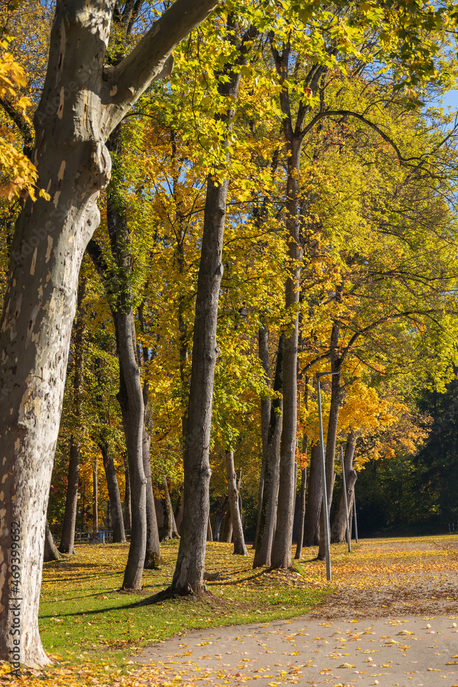 Tall trees with fall foliage in the park