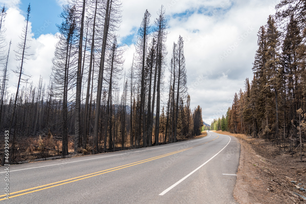 Naklejka premium Highway leading through a burned forest in the Yellowstone National Park