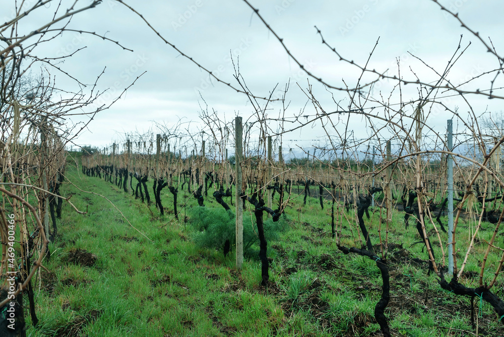 Vineyards and vineyards on mount etna in sicily, italy with natural landscape.