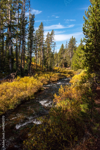 A small river flowing through the autumnal forest of the Yellowstone NP