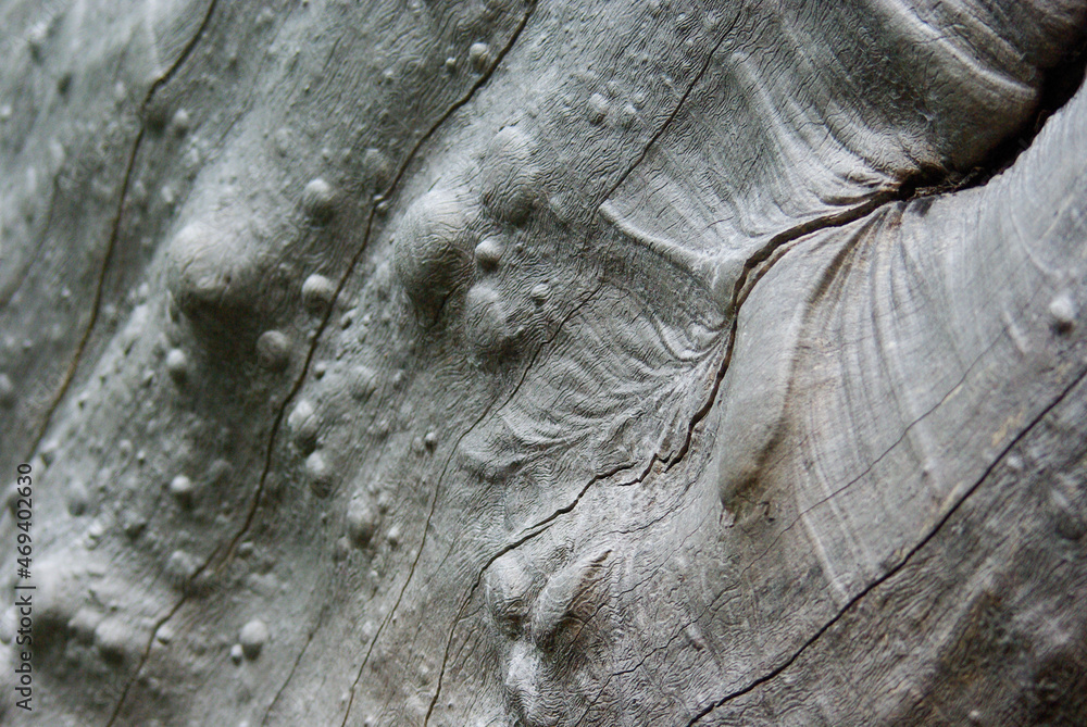 A natural texture of a dry tree bark A natural texture of a dry tree bark