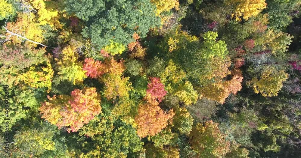 Descending Aerial Autumn Background Leaves Forest Trees Drone Descending Aerial Autumn Background Leaves Forest Trees Drone