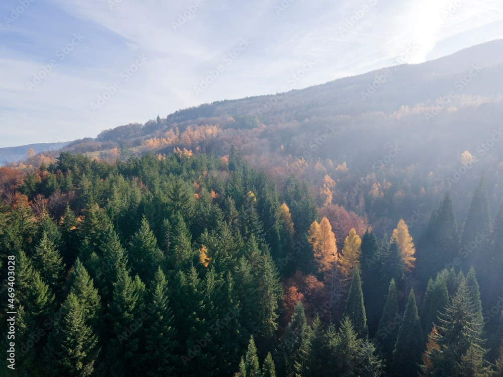 Aerial view of Old Sequoia forest near village of Bogoslov, Bulgaria