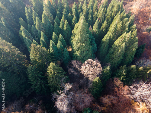Aerial view of Old Sequoia forest near village of Bogoslov, Bulgaria