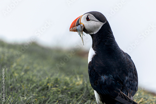 Beautiful close up view of Puffins  -Fratercula- feeding with sardine fish in the Mykines -Faroe Islands  © Gian