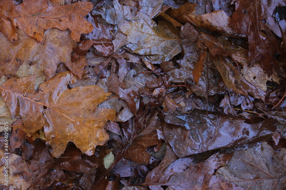 Fallen autumn leaves in Hafod Forest