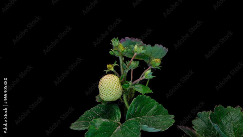 Strawberry berries ripen on the bush, increases in size and blushes Strawberry berries ripen on the bush, increases in size and blushes