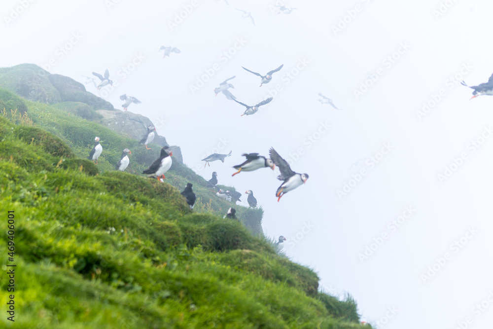 Fototapeta premium Close up view of the beautiful Puffins -Fratercula- in the natural environment in the Mykines island -Faroe Islands
