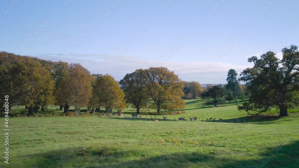 European Fallow Deer in Powderham Castle and Park from a drone in Autumn Colors, Exeter, Devon, England, Europe European Fallow Deer in Powderham Castle and Park from a drone in Autumn Colors, Exeter, Devon, England, Europe