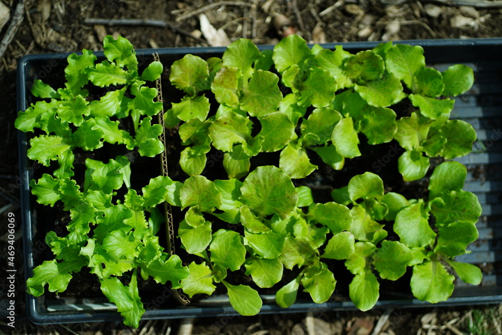 lettuce seedlings lettuce seedlings