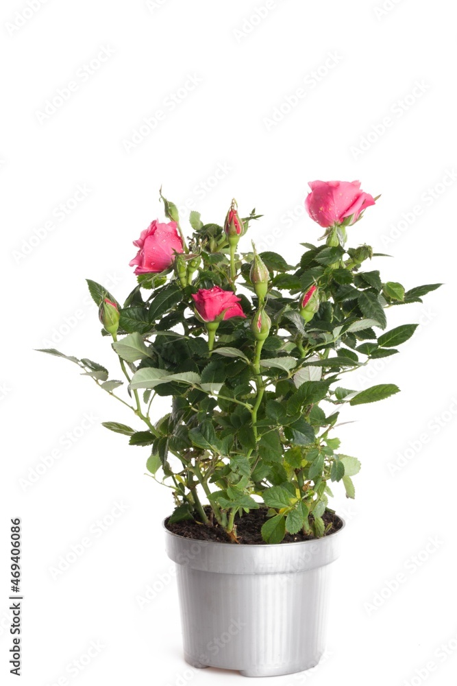 Pink Roses In Flower Pot