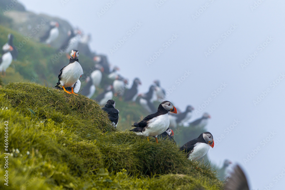 Fototapeta premium Close up view of the beautiful Puffins -Fratercula- in the natural environment in the Mykines island -Faroe Islands 