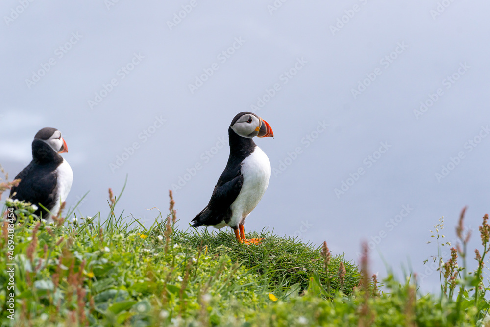 Naklejka premium Close up view of the beautiful Puffins -Fratercula- in the natural environment in the Mykines island -Faroe Islands 