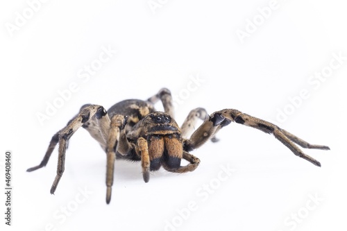 Beauty Mexican tarantula spider female