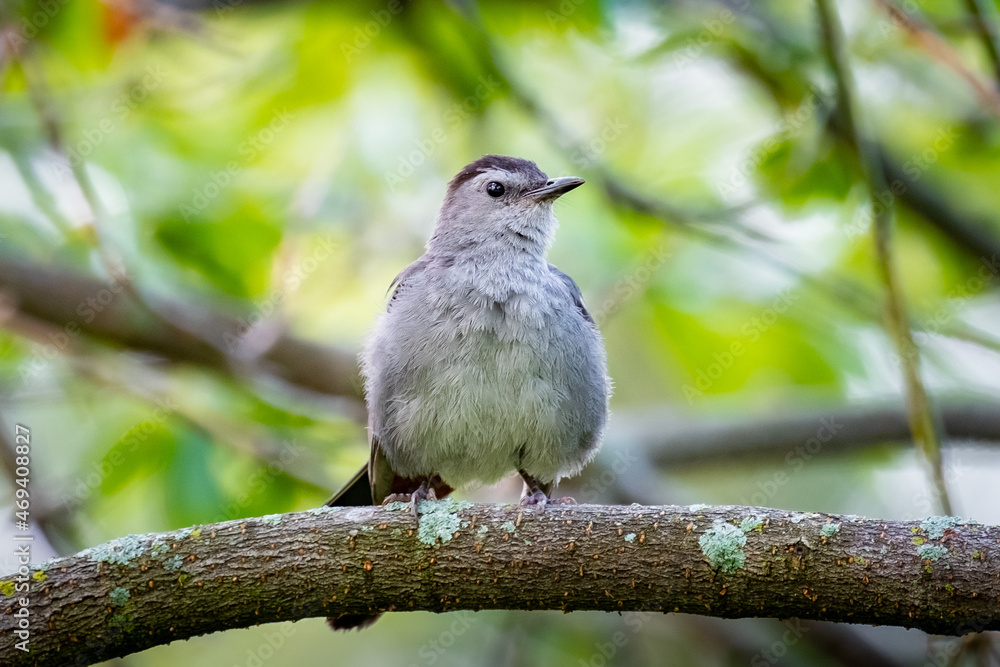 Gray Catbird (Dumetella carolinensis) perched on a tree branch in the summer morning sun.