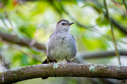 Obraz na płótnie Gray Catbird (Dumetella carolinensis) perched on a tree branch in the summer morning sun. w salonie